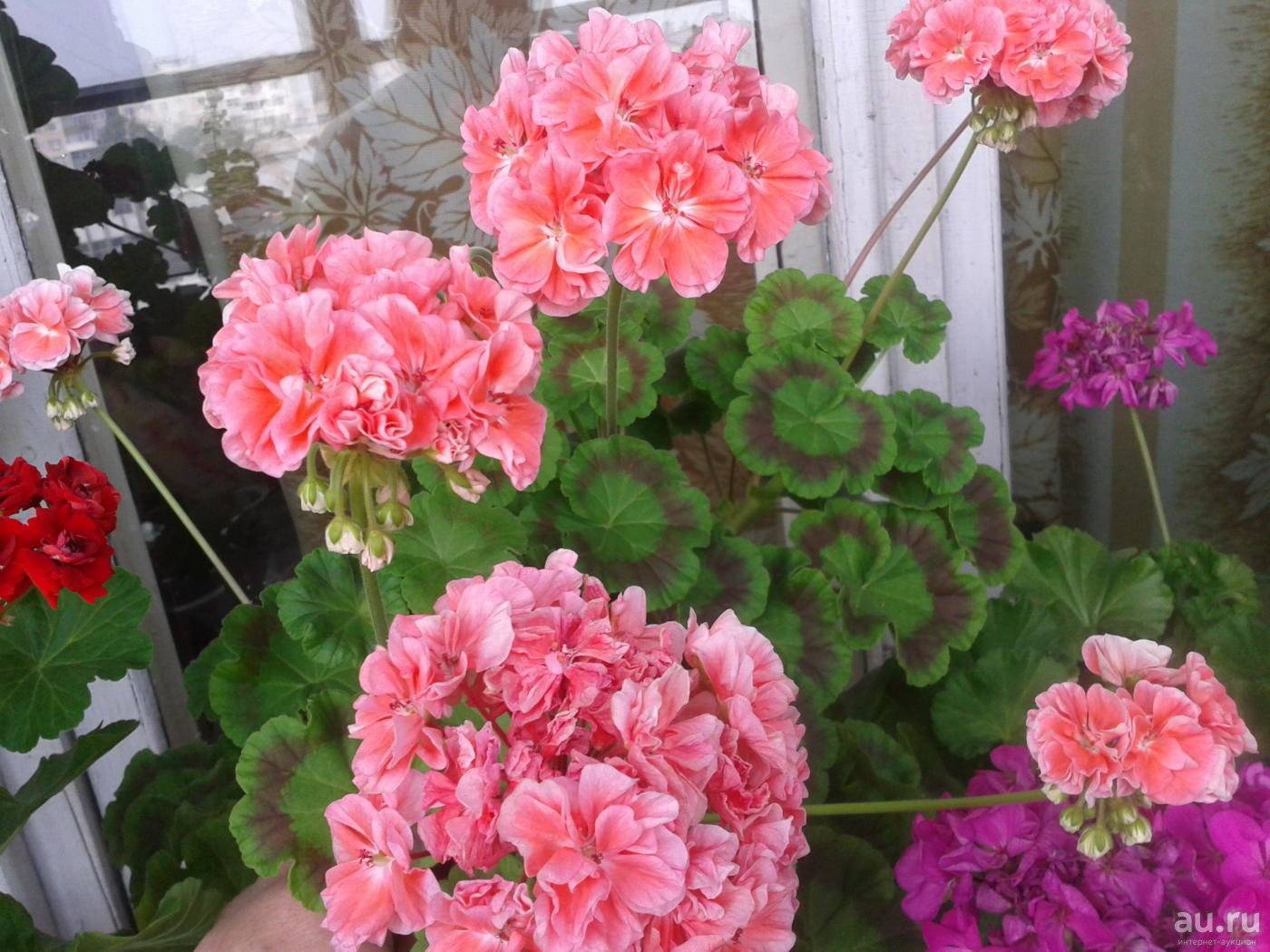 Выращивание пеларгонии зональной: секреты цветения и ухода
