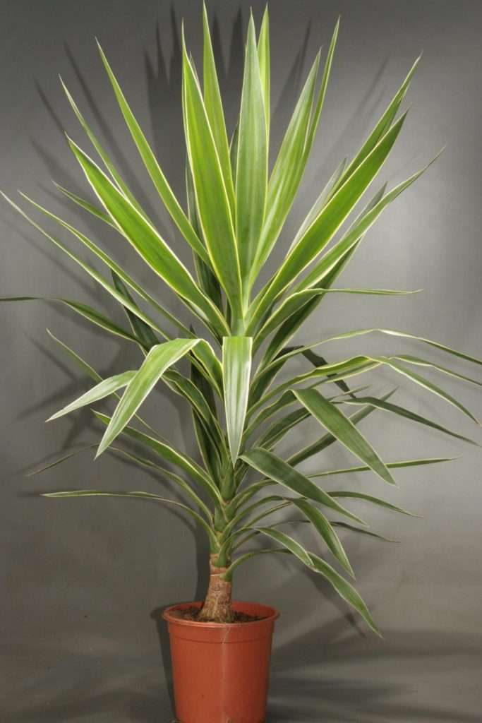 Юкка (yucca). описание, виды и уход за юккой