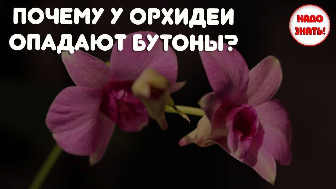 У орхидеи опали цветы: почему и когда это происходит, в чем причины, если быстро вянут все бутоны и нераспустившиеся тоже, что делать дальше, чтоб помочь растению? selo.guru — интернет портал о сельск