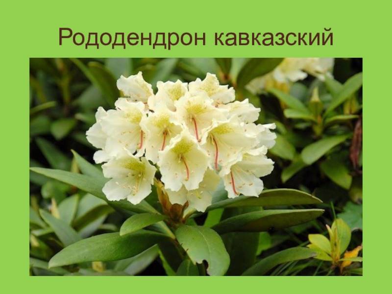 Рододендрон кавказский: лечебные свойства и противопоказания, фото растения