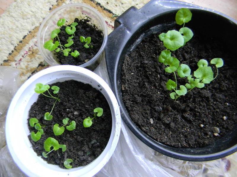 Колокольчик садовый многолетний — как выращивать