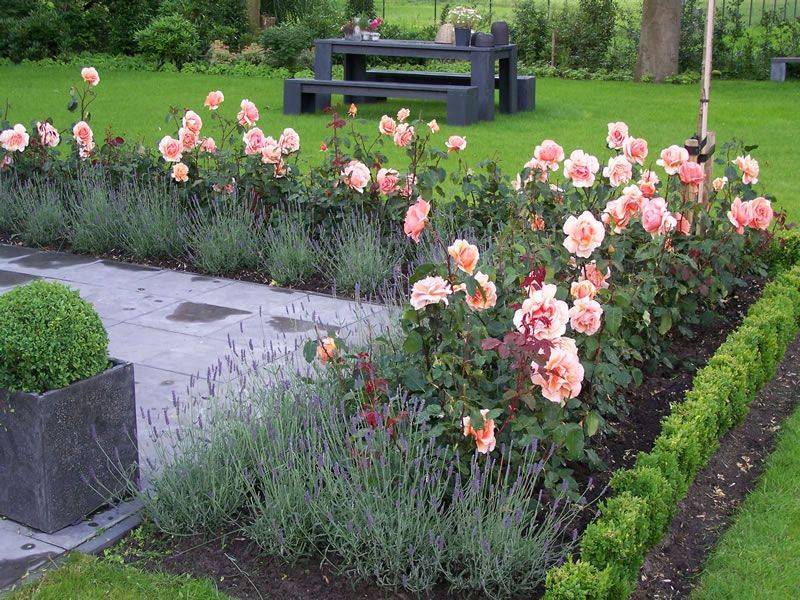 Бордюрная роза: описание характеристик растения, правила посадки и ухода в саду