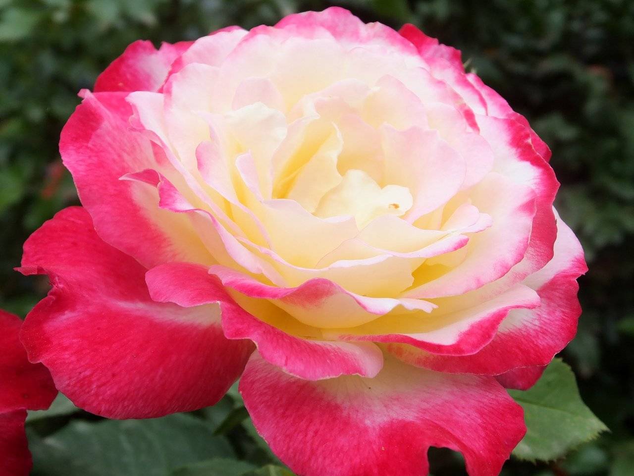Роза double delight – игра на контрастах - краски мира - 17 июня - 43636992315 - медиаплатформа миртесен