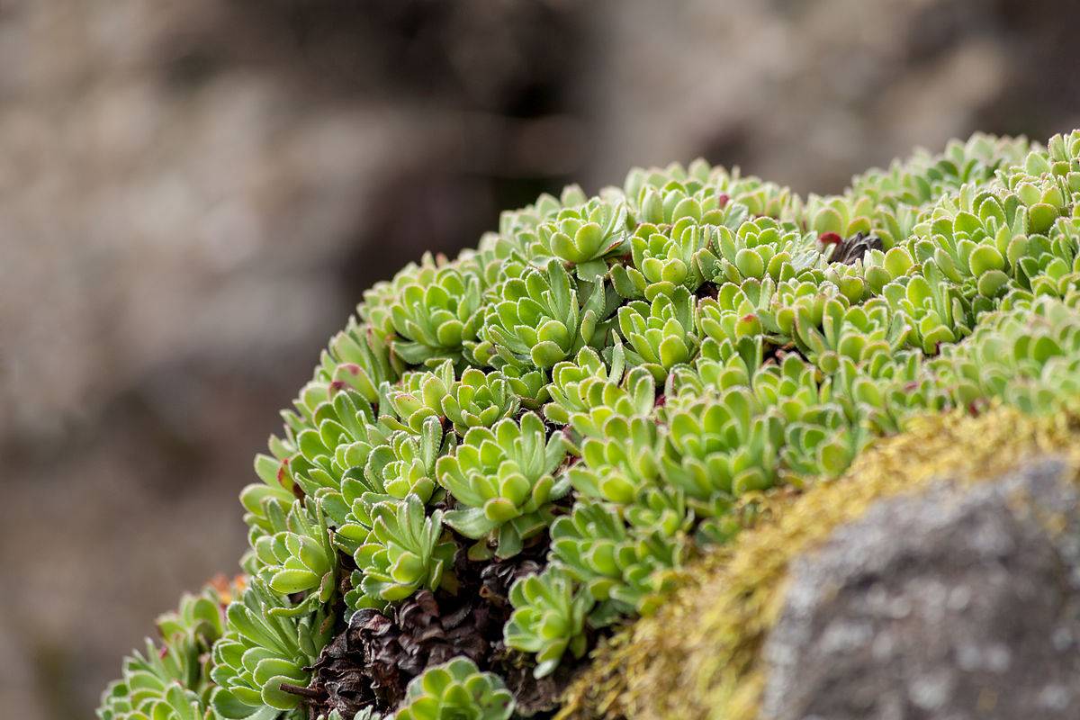 Камнеломка метельчатая (живучая, saxifraga paniculata): посадка и уход, выращивание