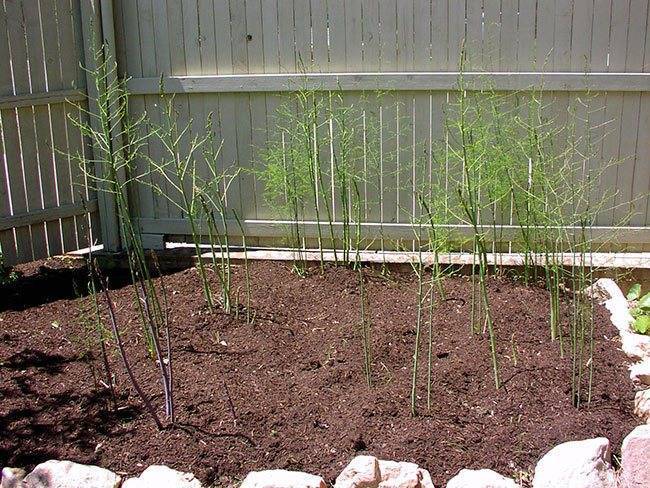 Садовые аспарагусы или спаржа: выращивание на даче и уход в открытом грунте