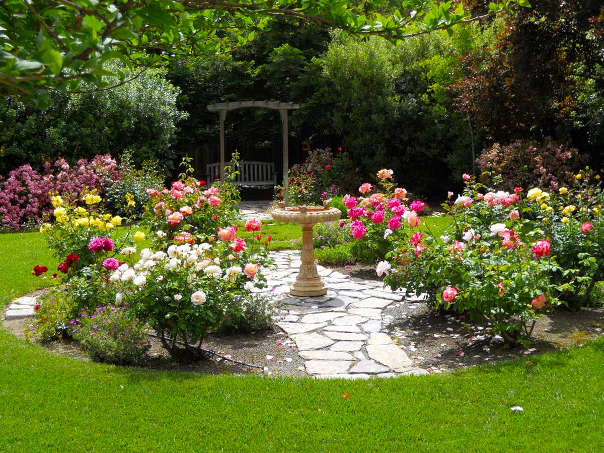 Сорта бордюрных роз, посадка и уход в саду, применение в ландшафтном дизайне