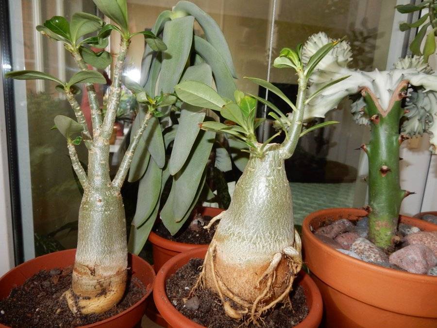 Адениумы - уход в домашних условиях, выращивание цветка из семян