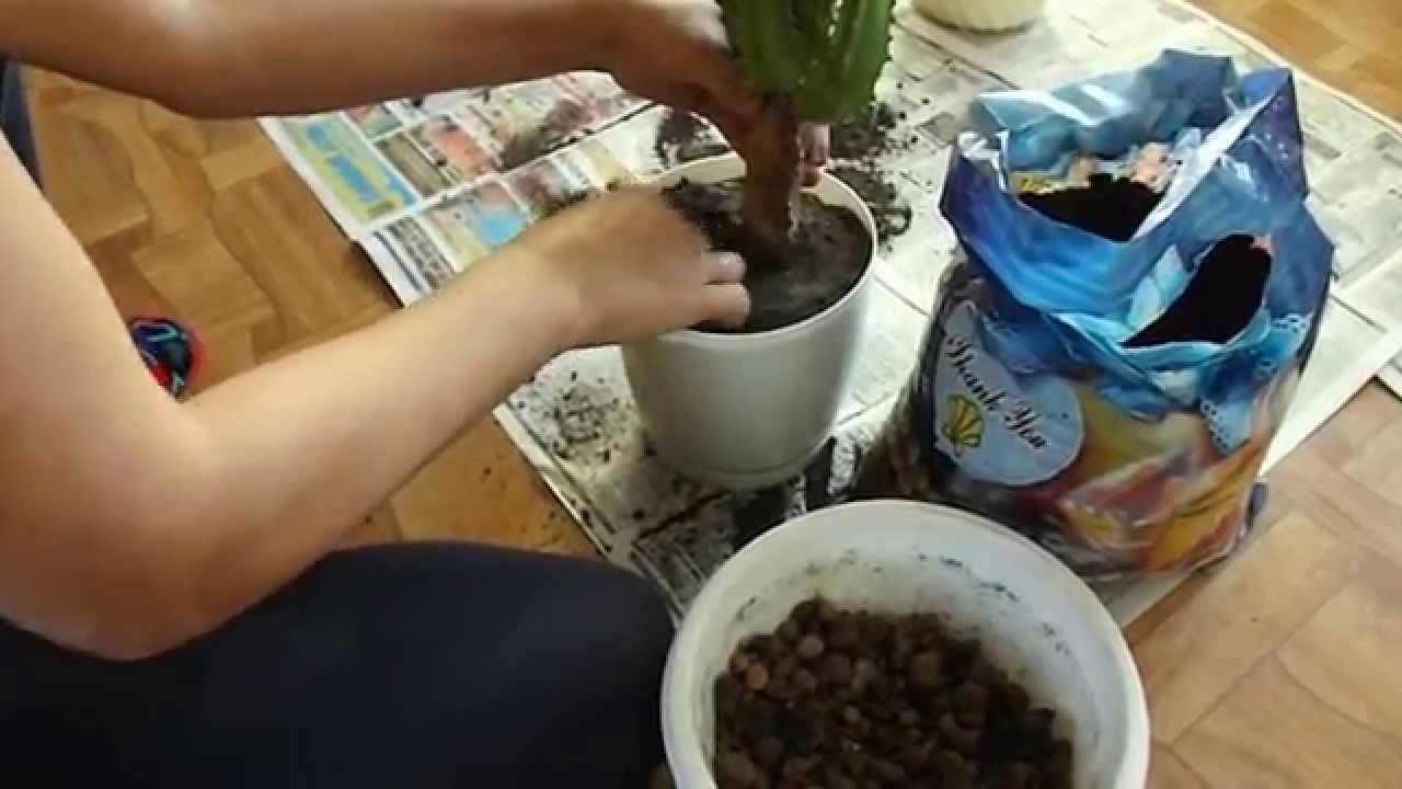 Эуфорбия маргината: выращивание цветка из семян