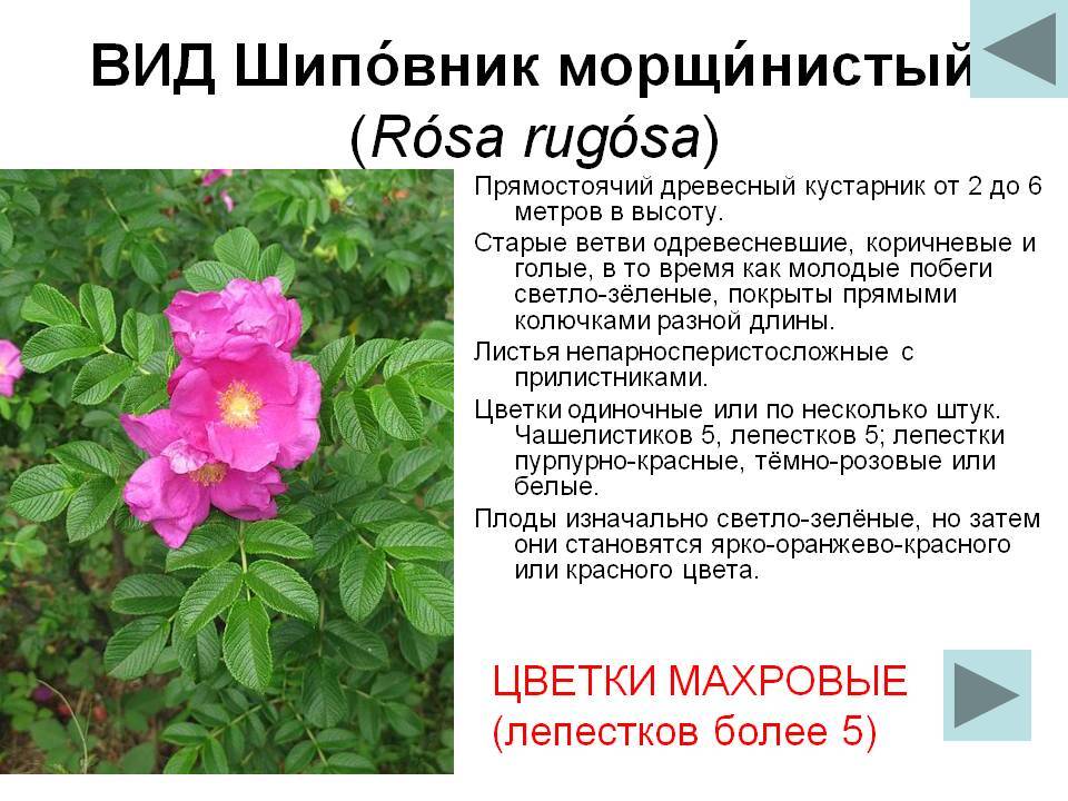 Плетистая роза какие отличительные признаки от шиповника. отличия розы и шиповника: что делать если роза превратилась шиповник. как отличить по виду листьев - электричество