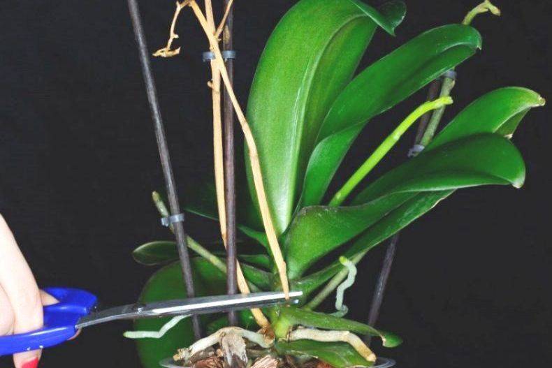 Когда орхидея отцвела, что делать со стеблем, подробнее смотрите на видео советы по действиям после цветения