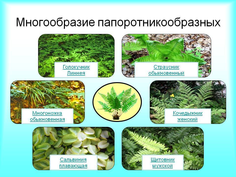 Виды папоротников: какие растения используются в лечебных целях?
