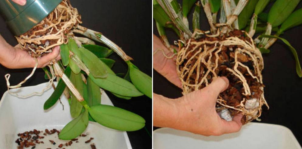 Необыкновенная орхидея дендробиум: описание, уход и размножение в домашних условиях