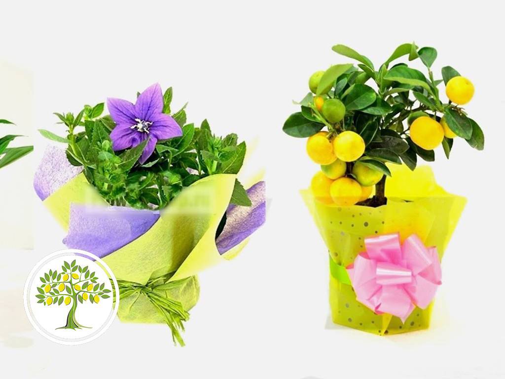 ᐉ какой комнатный цветок лучше подарить? как выбрать цветок в подарок, какие цветы не дарят - roza-zanoza.ru