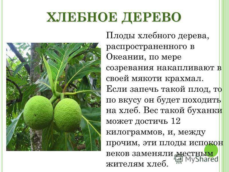 Плоды хлебного дерева - их фото, полная характеристика свойств