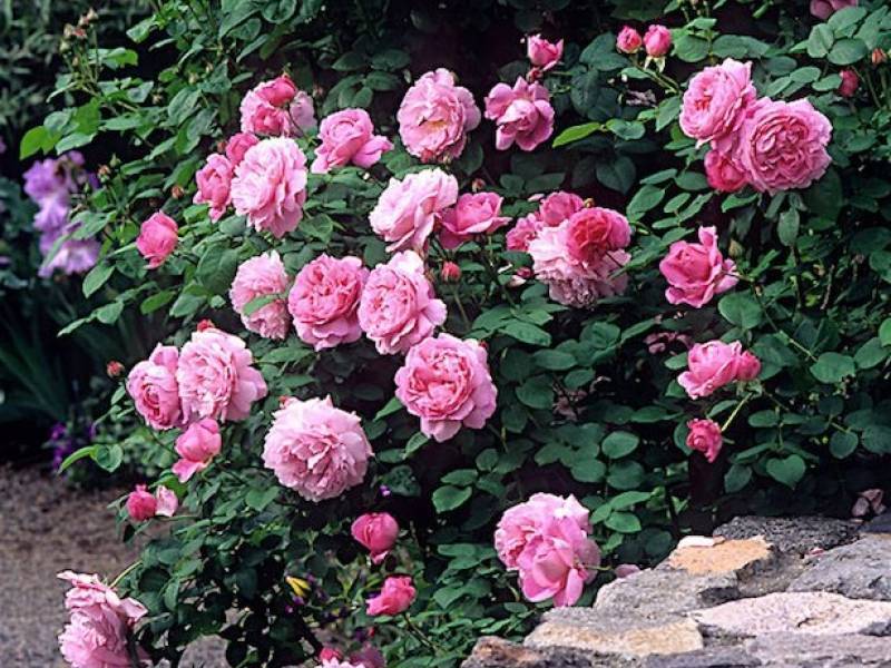 Мэри роуз (mary rise): описание и характеристики парковой розы