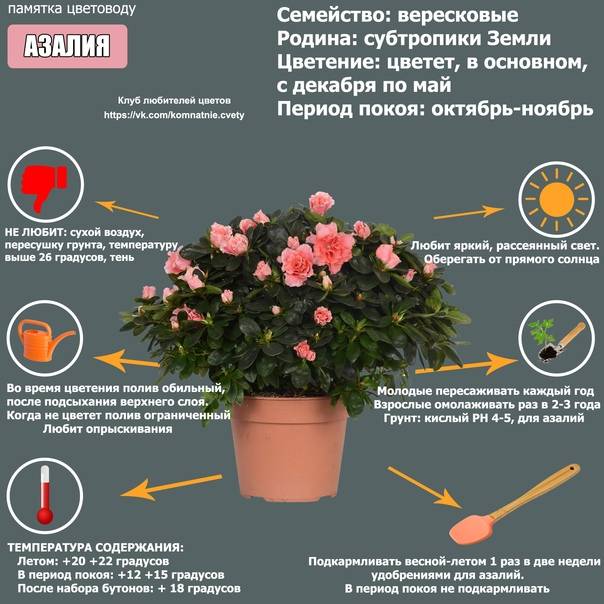 Азалия комнатная (домашняя): правила посадки растения и содержание цветка в комнате, все об уходе и правилах содержания, а также выбор почвы для посадки