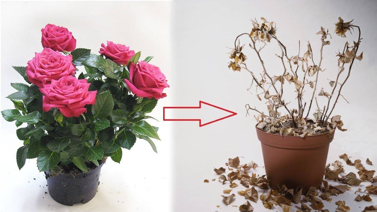 Адаптация комнатных роз. уход за розой в домашних условиях. фото — ботаничка