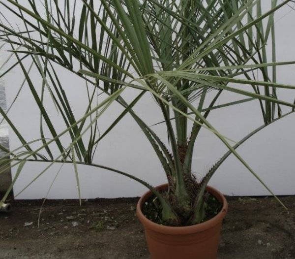 Бутия: уход и размножение пальмы в домашних условиях