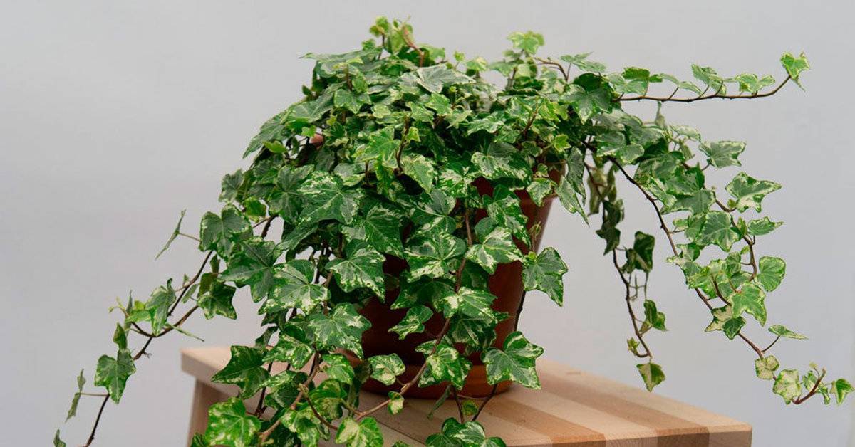 Плющ комнатный: уход в домашних условиях за растением со стелящимися стеблями и темно-зеленой листвой
