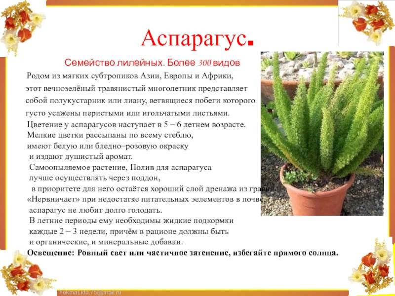 Аспарагус (60 фото) - виды, уход и выращивание