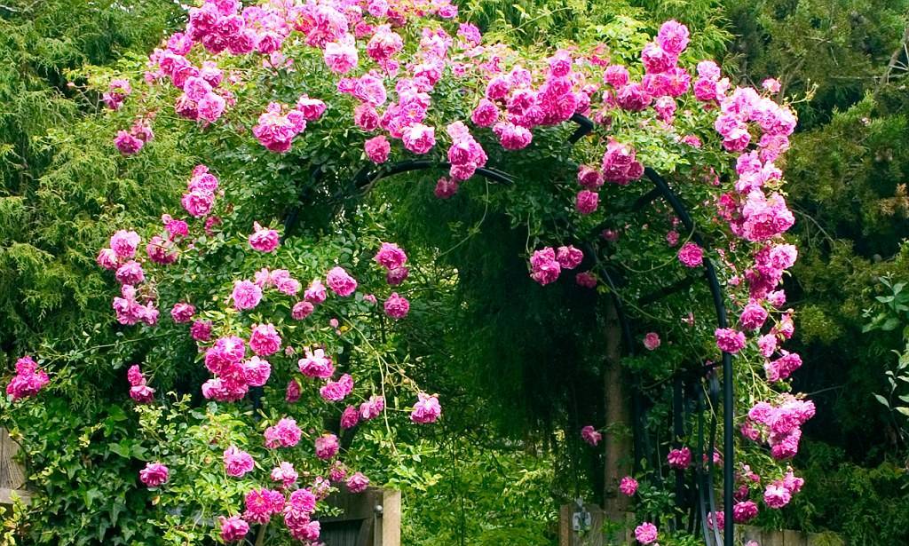 Описание канадской плетистой розы квадра: что за парковый цветок, выращивание