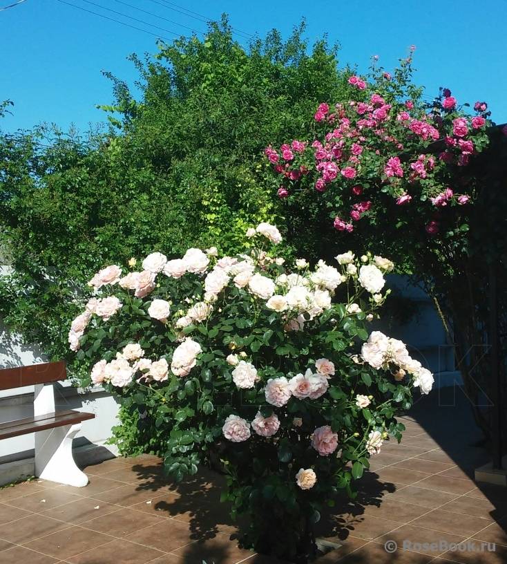 Плетистая роза "рококо": описание сорта, фото, отзывы - новости, статьи и обзоры
