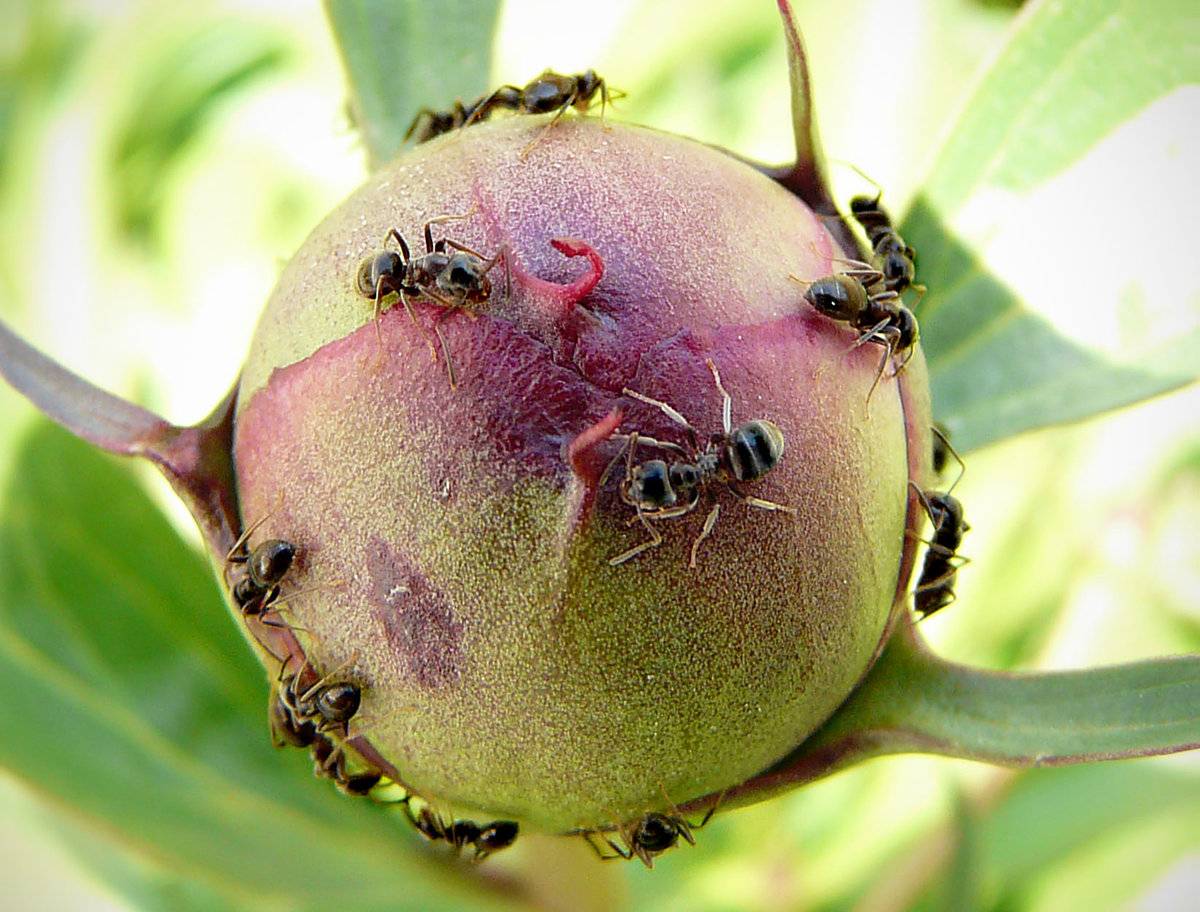 На пионах муравьи: 10 способов избавиться и защитить цветы