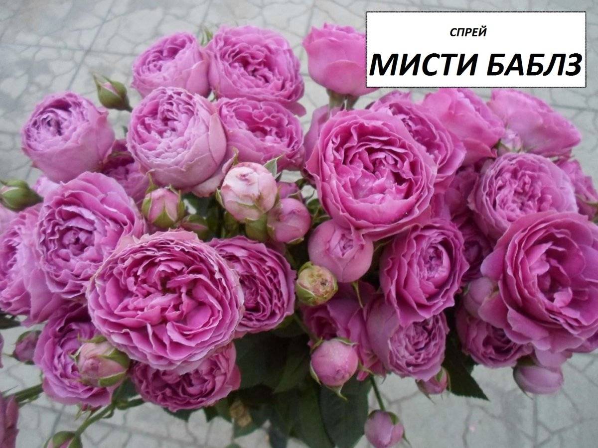 ✅ о розе misty bubbles: описание и характеристики сорта кустовой розы - tehnomir32.ru