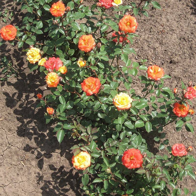 Розы флорибунда- что это такое? фото всех сортов: посадка и уход- обзор +видео