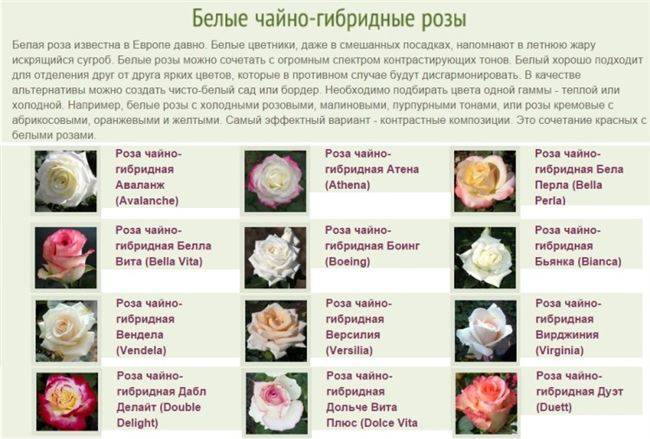 Коричневые розы: описание и характеристики лучших сортов, особенности