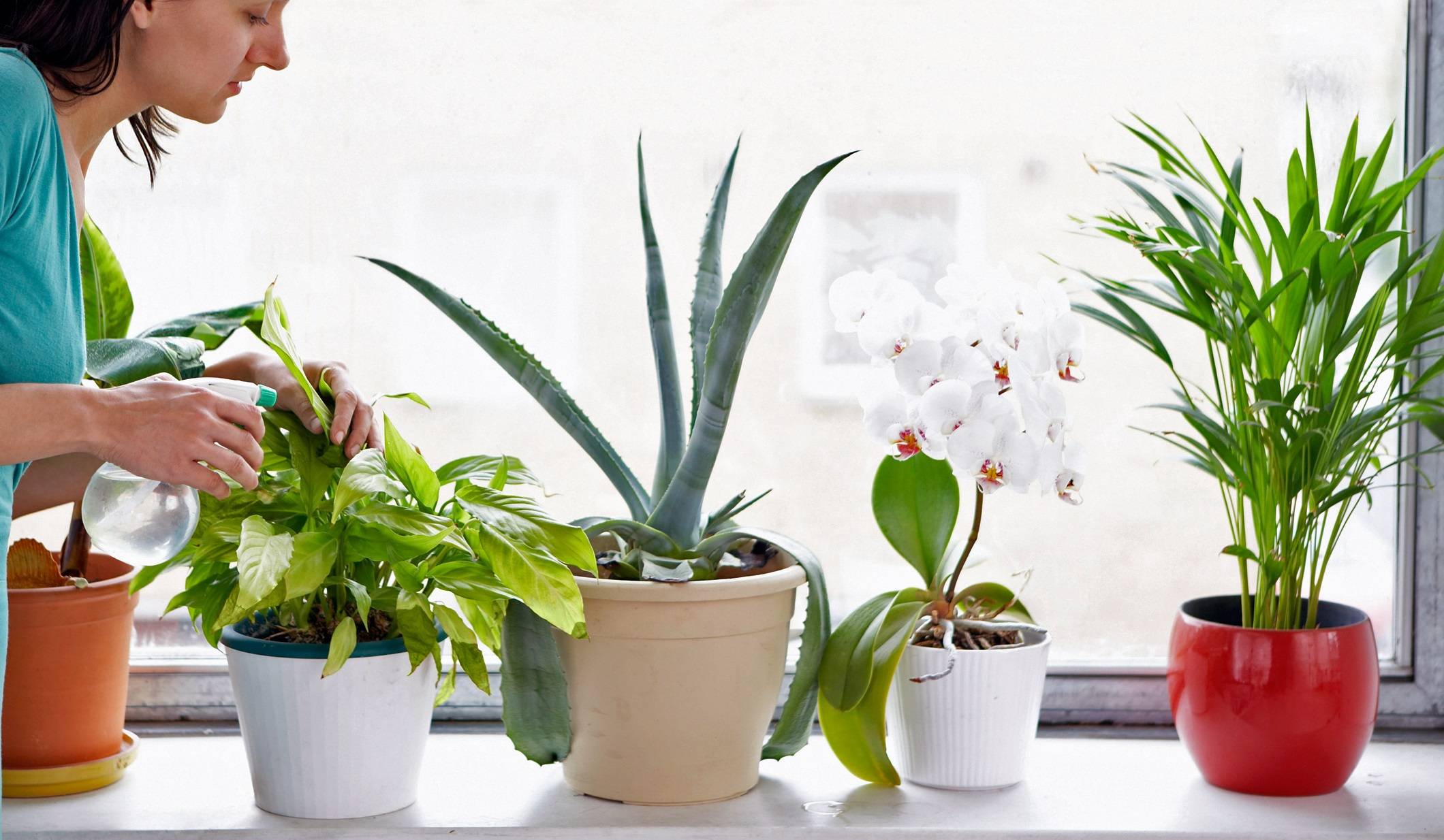 Особенности ухода за комнатными растениями в домашних условиях: уход за комнатными цветами