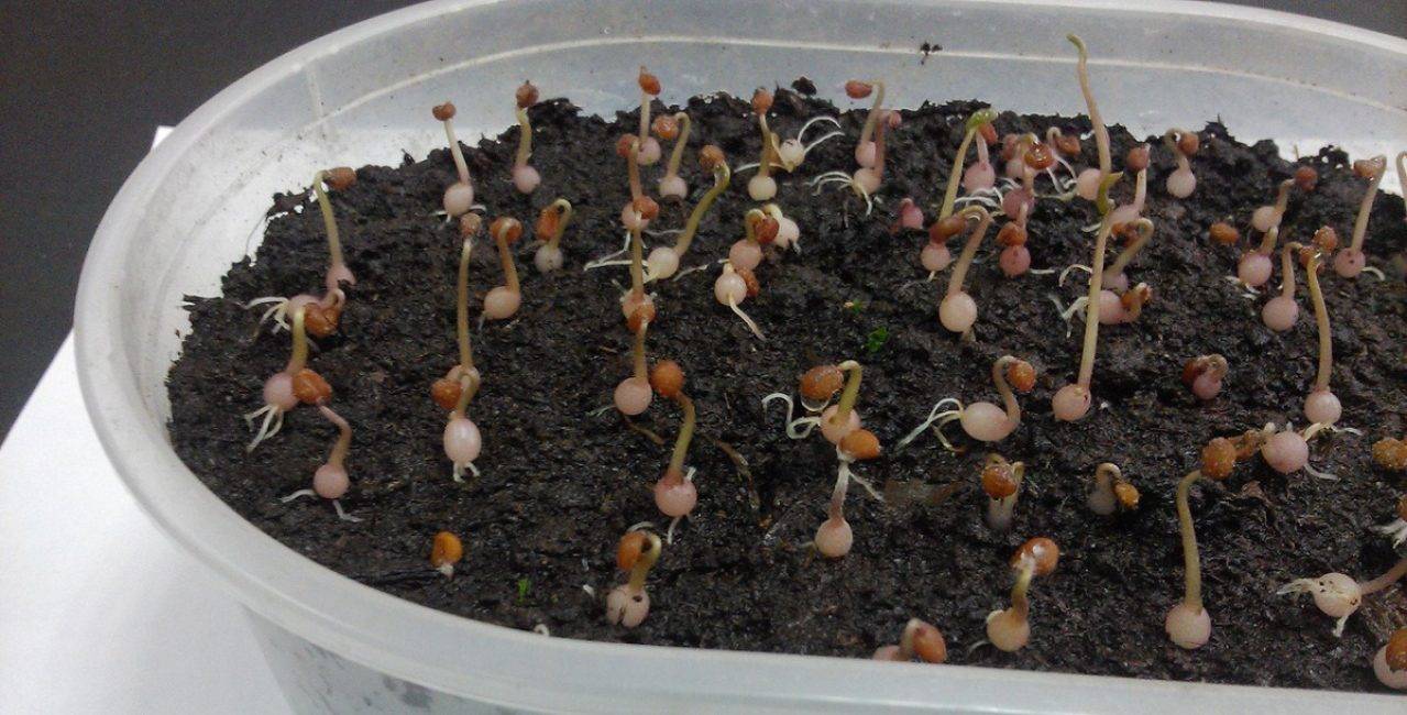 Выращивание цикламена из семян в домашних условиях: как посадить пошагово