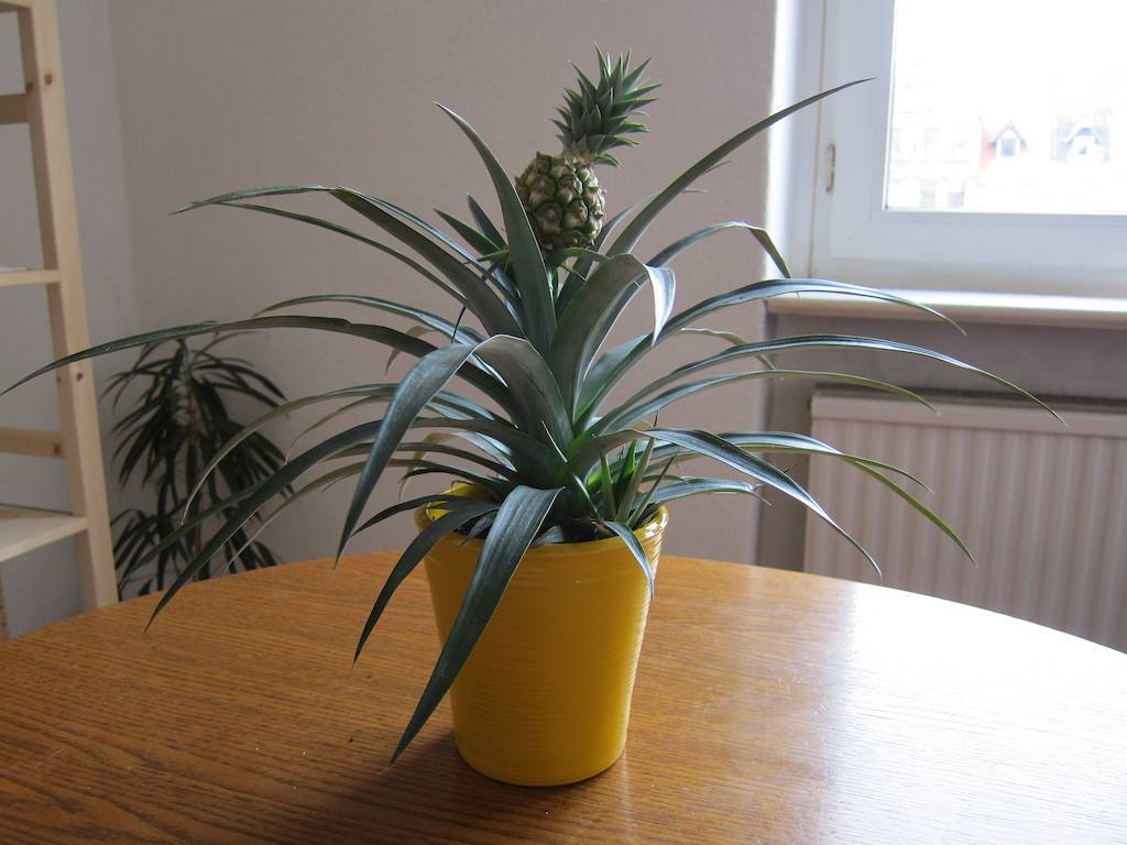 Комнатный ананас: уход в домашних условиях