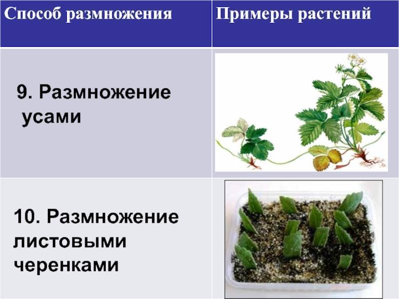 Биология 6 класс параграф 17 вегетативное размножение. Процесс вегетативного размножения растений. Процесс вегетативного размножения отводками. Размножение комнатных растений. Черенкование комнатных растений.