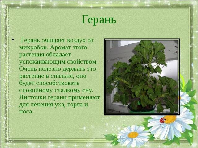 Комнатные лекарственные растения. фото, названия | wikibotanika.ru