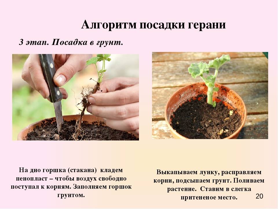 Как вырастить хорошую рассаду пеларгонии (герани): когда и как сажать, ухаживать, пикировать