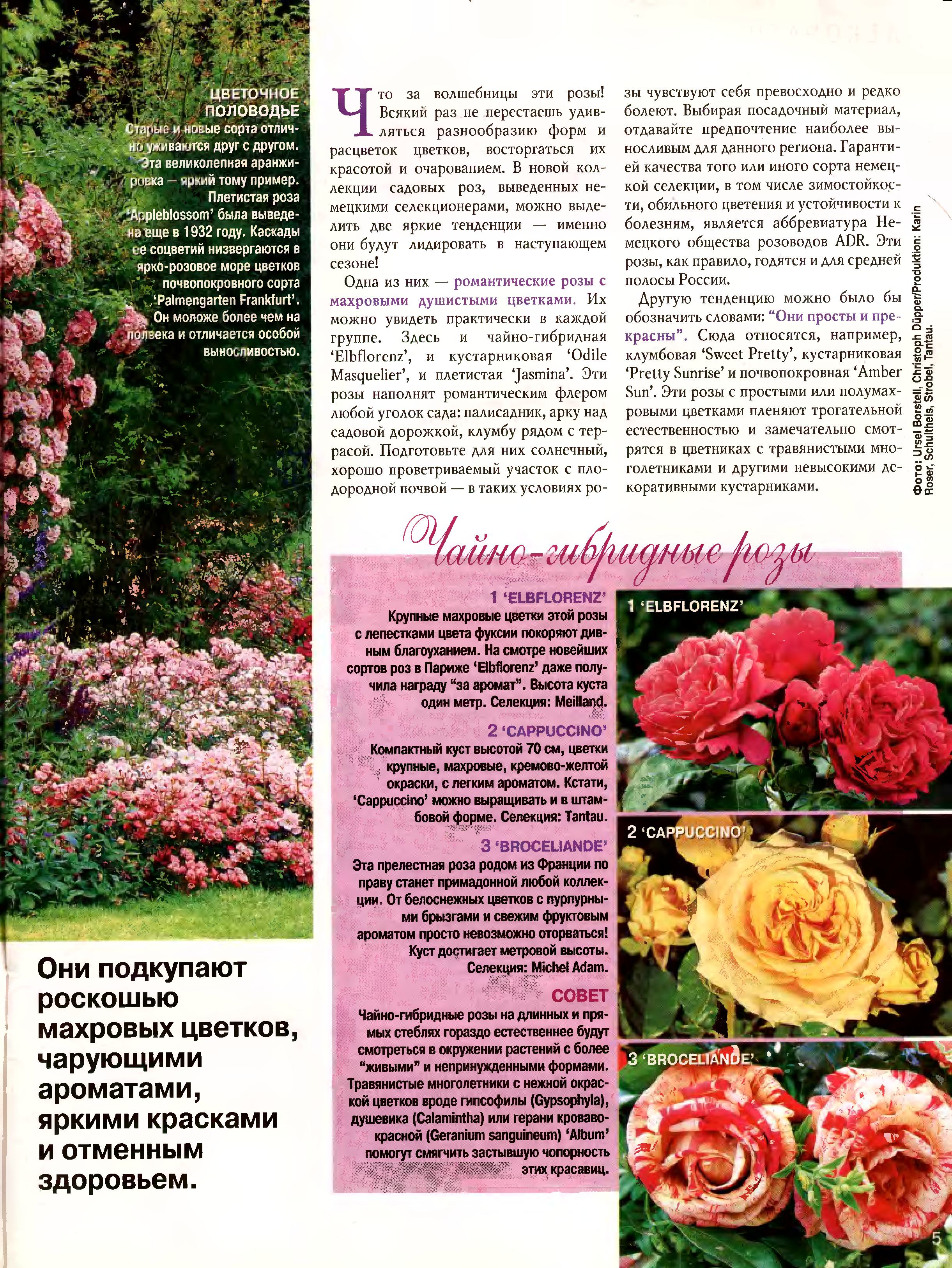 Роза Лавиния (Lawinia) — описание популярного цветка