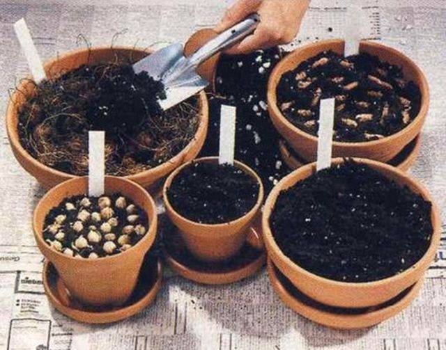 Кислица или оксалис, oxalis: комнатные, садовые, съедобные и лесные виды, сорта и условия выращивания