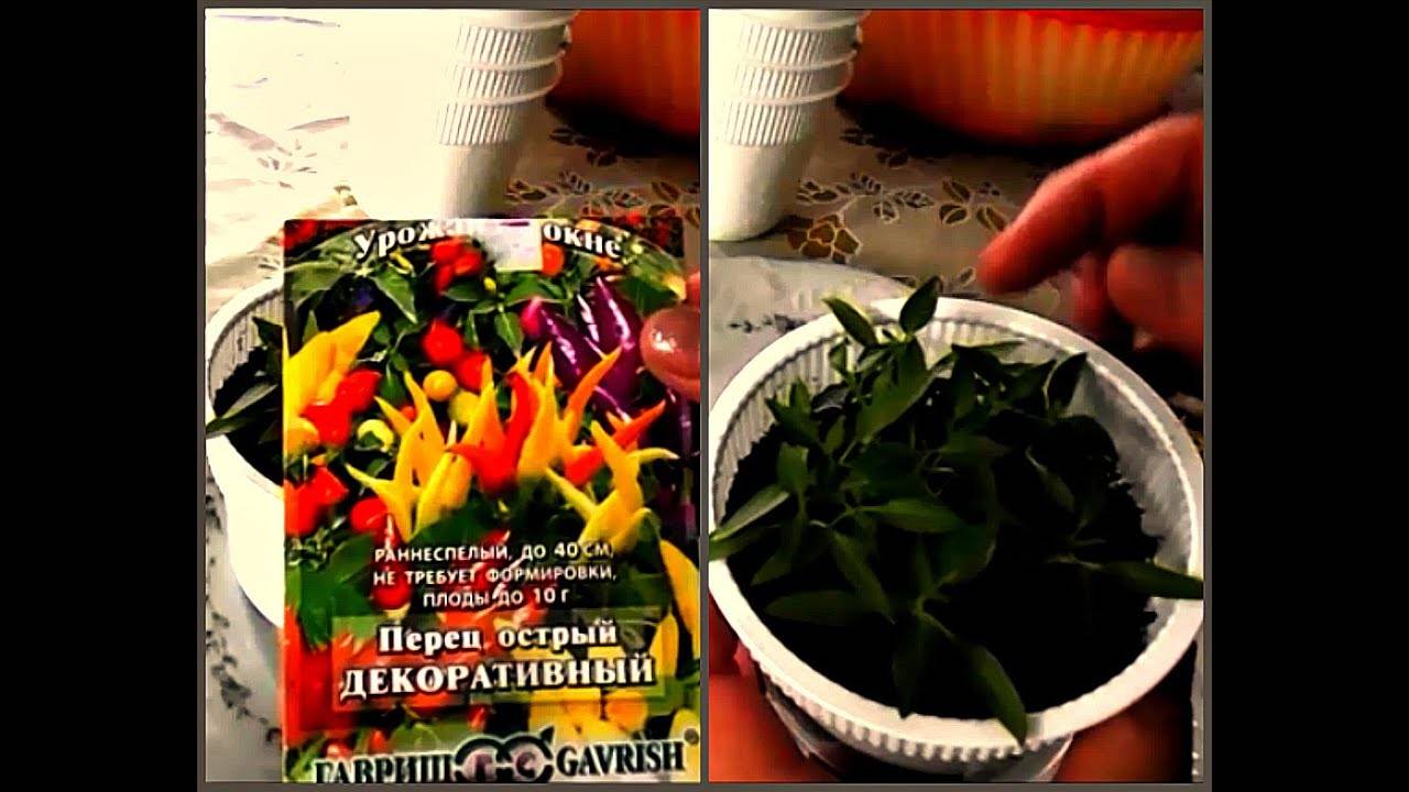 Выращивание комнатный перца «огонек» в домашних условиях