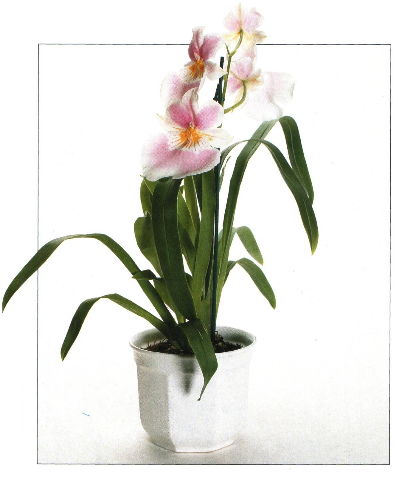 Орхидея мильтония уход в домашних условиях пересадка мильтонии размножение мильтония желтеет реанимация