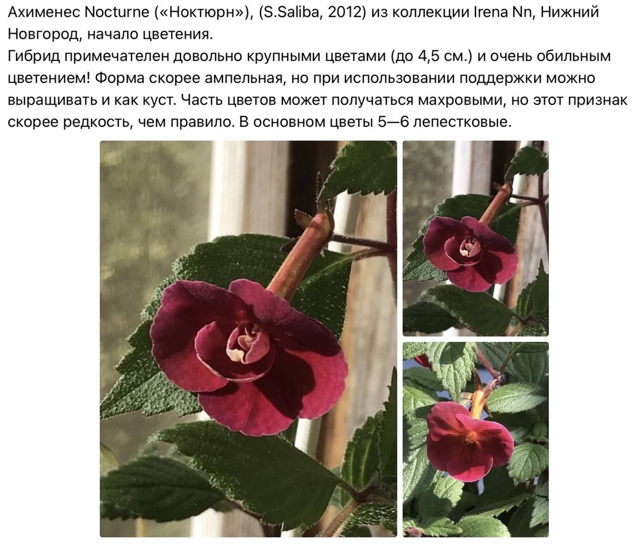 Ахименес - уход за домашним цветком | подробное описание растения