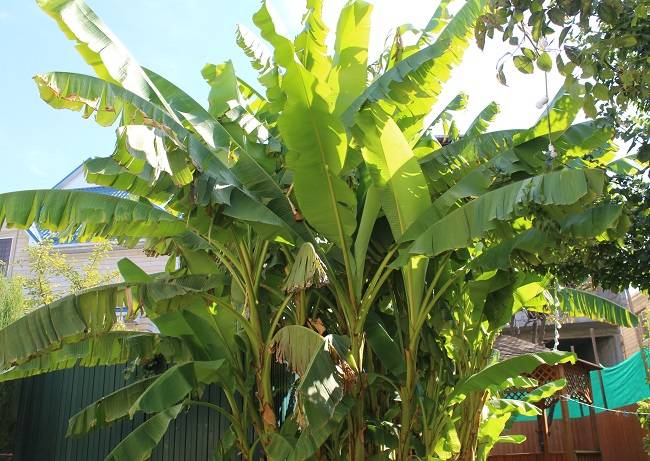 Азимина — банановое дерево, которое может расти и в вашем саду