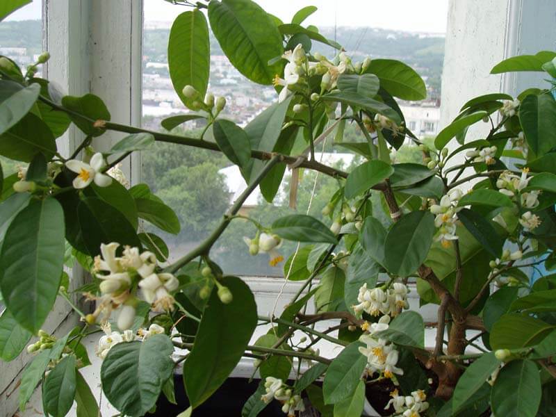 Как вырастить лимонное дерево в домашних условиях