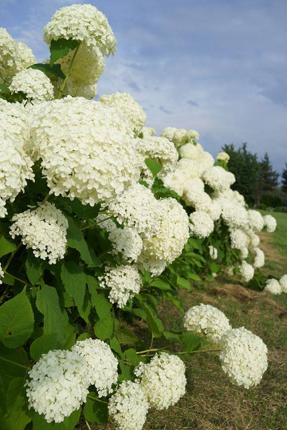 Многолетники цветущие белыми цветами, с названиями и фото растений | народные знания от кравченко анатолия
