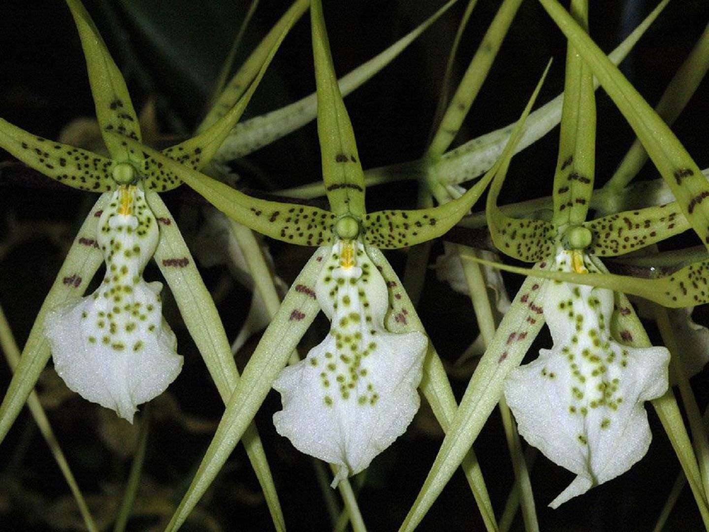 Орхидея брассия – изящные паучки с прекрасным ароматом
