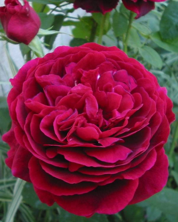Особенности выращивания английских роз в вашем саду, как посадить и ухаживать за розами остина - общая информация