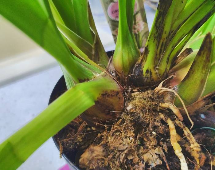 Орхидея цимбидиум: какой горшок нужен, как ухаживать и как добиться цветения в домашних условиях
