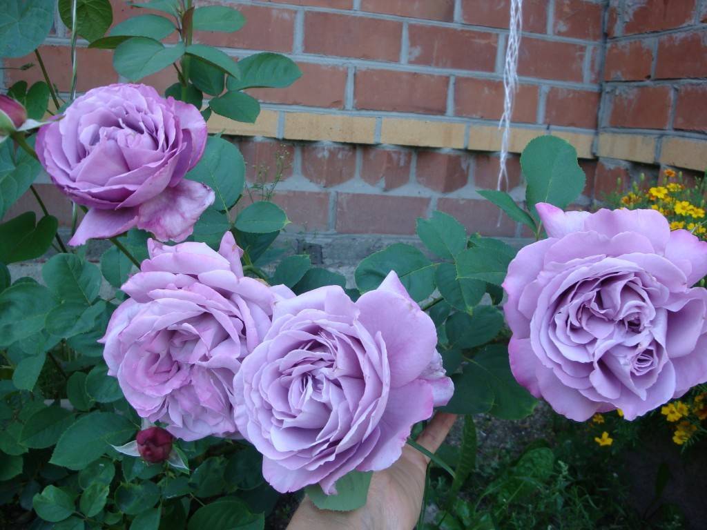 Плетистая роза индиголетта: фото, описание, условия выращивания