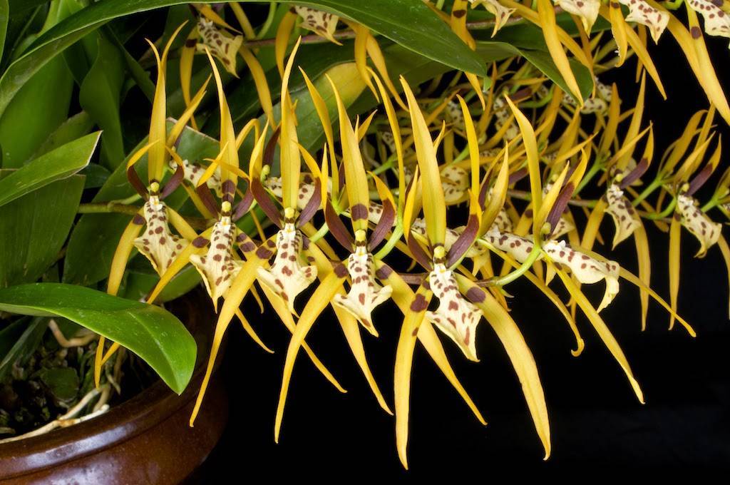 Брассия орхидея уход в домашних условиях полив грунт пересадка