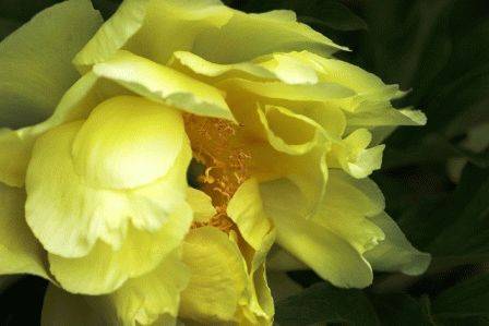 Сорта желтых пионов • фото с названиями древовидный, травянистый
